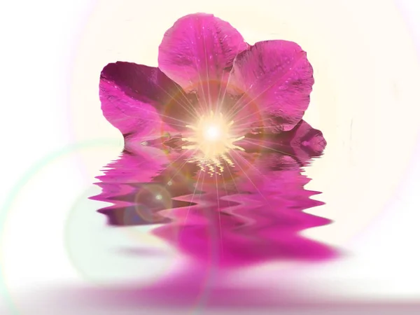 Lila blomma i vattnet — Stockfoto