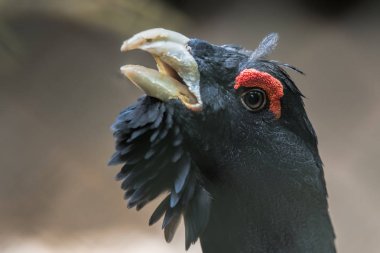 Çalıhorozu erkek görüntüleme. 