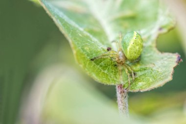 yaprak yeşil örümcek