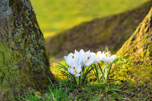 Bílé květy crocus poblíž stromu — Stock fotografie