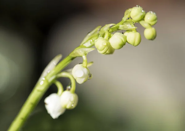 Lily vadi içinde su damlaları — Stok fotoğraf