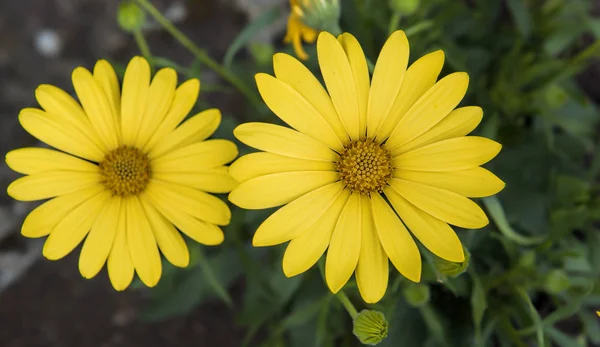 Beautiful yellow daisies — Stock Photo, Image