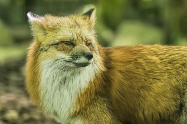 Wild red fox — Stock Photo, Image