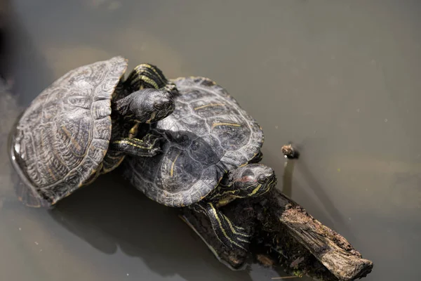 Florida turtles on a log — Stock Photo, Image