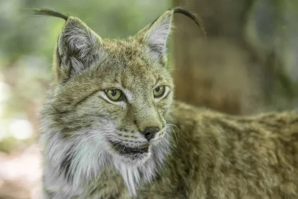 Wild lynx  on the nature — Stock Photo, Image
