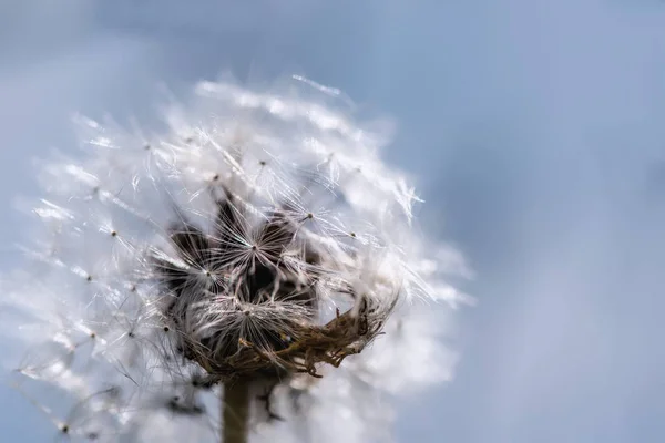 Paardebloem bloemzaden — Stockfoto