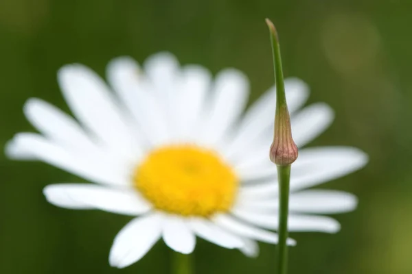 Green stem and daisy — Stock Photo, Image