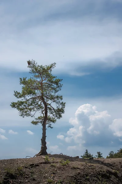 丘の上だけでツリー — ストック写真