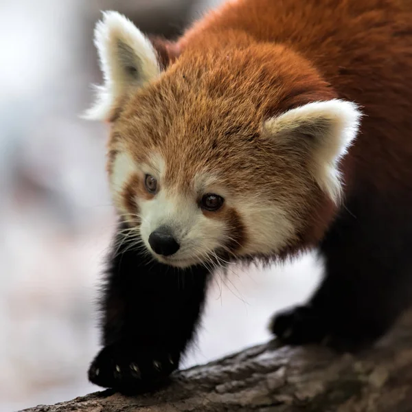 Panda rosso sul ramo dell'albero — Foto Stock