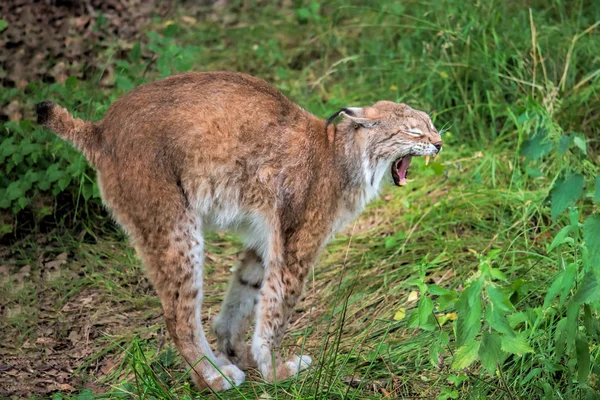 Lynx yawns on the nature — Stock Photo, Image