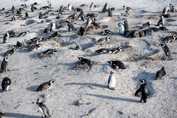Penguins, the beach of boulders — Stock Photo, Image