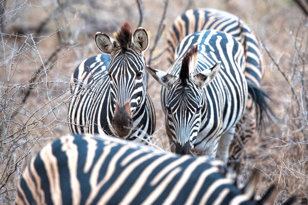 Wild zebras in south africa