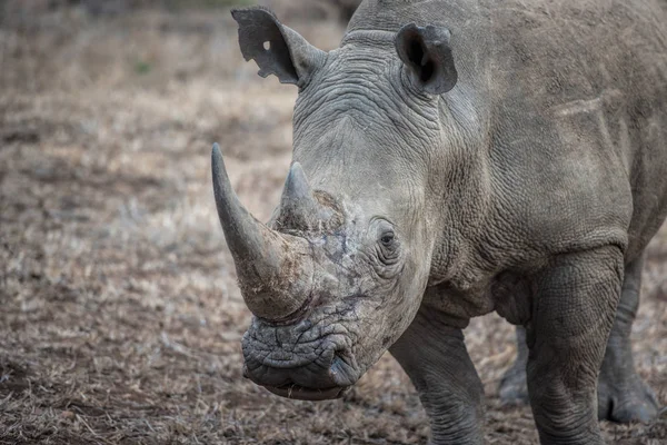 Witte neushoorn in Afrika — Stockfoto