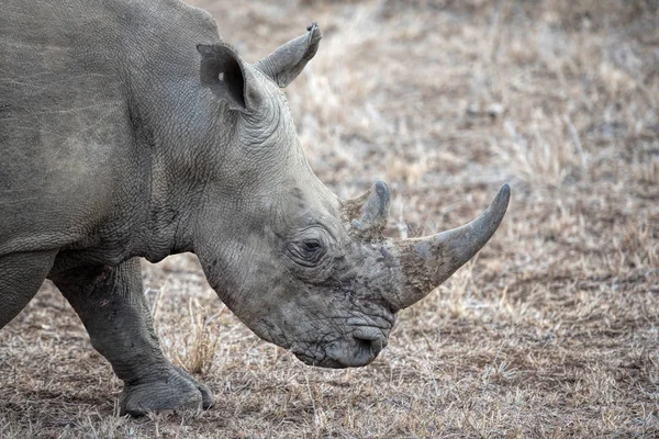 Rinoceronte branco em África — Fotografia de Stock