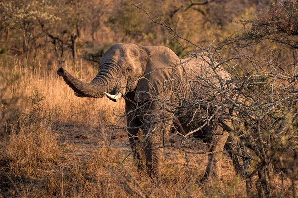 Elephant in south africa — Stock Photo, Image