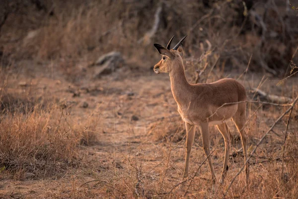 Impala w Republice Południowej Afryki — Zdjęcie stockowe