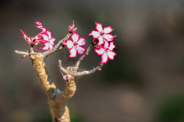 Mooie bloeiende boom — Stockfoto