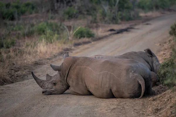 Rinocerontes em África do Sul — Fotografia de Stock