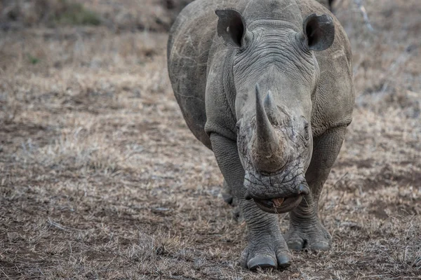 Rhinocéros blanc en Afrique — Photo