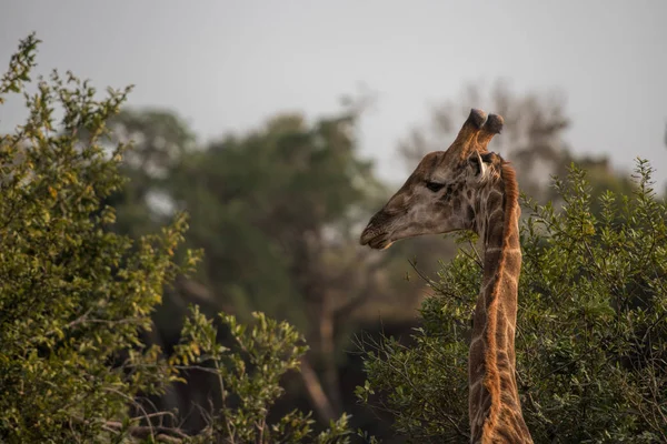 在南部非洲的长颈鹿 — 图库照片