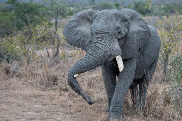 Słoń w Republice Południowej Afryki — Zdjęcie stockowe