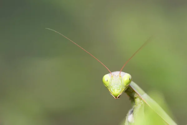 Groene mantis hoofd — Stockfoto