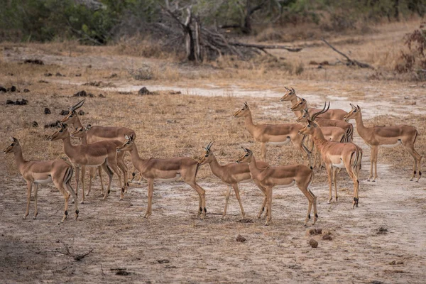 Impalas em África do Sul — Fotografia de Stock