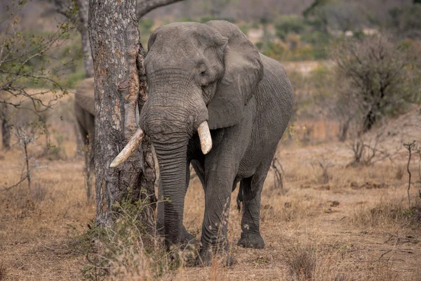 Elephant in south africa — Stock Photo, Image