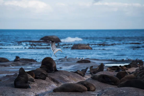 Leões marinhos na baía — Fotografia de Stock