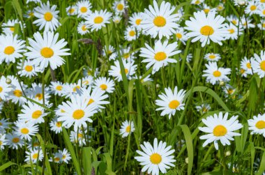 papatyalar yaz alanında 