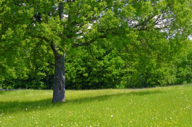Yaz çayır ağacında