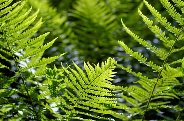 Fern tree branches — Stock Photo, Image