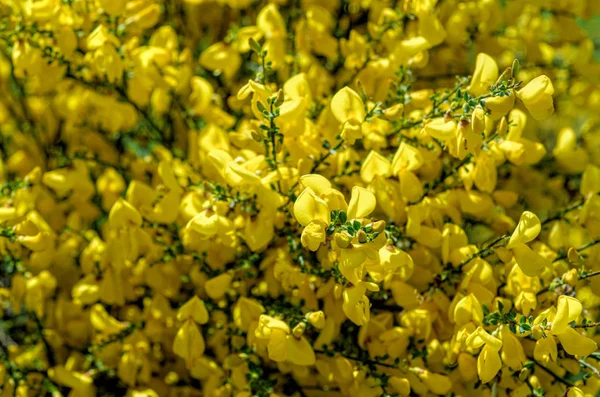 Žluté květy koště — Stock fotografie