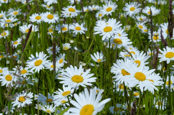 Summer field of daisies — Stock Photo, Image