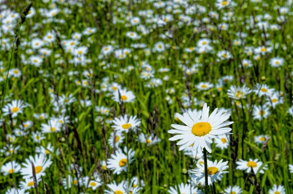 Summer field of daisies — Stock Photo, Image