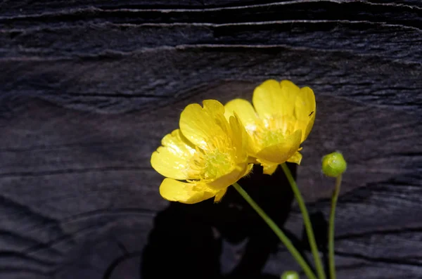 木の板にキンポウゲの花 — ストック写真