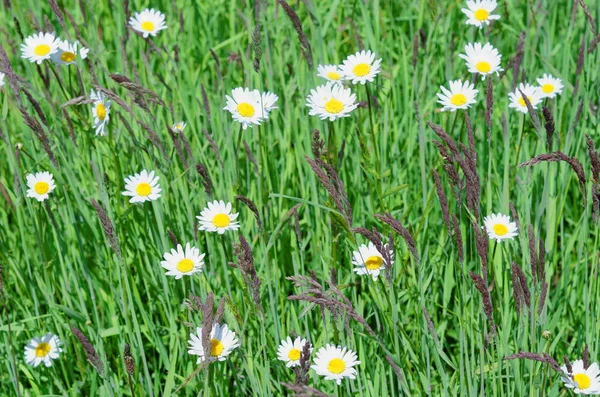 Summer field of daisies — Stock Photo, Image