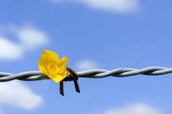 Iron barbed wire — Stock Photo, Image