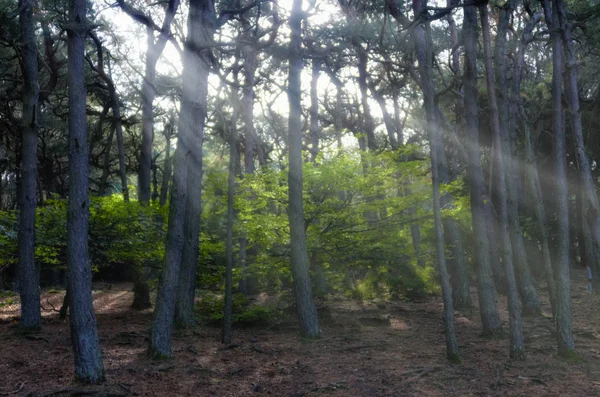 Árvores verdes e raios de luz — Fotografia de Stock