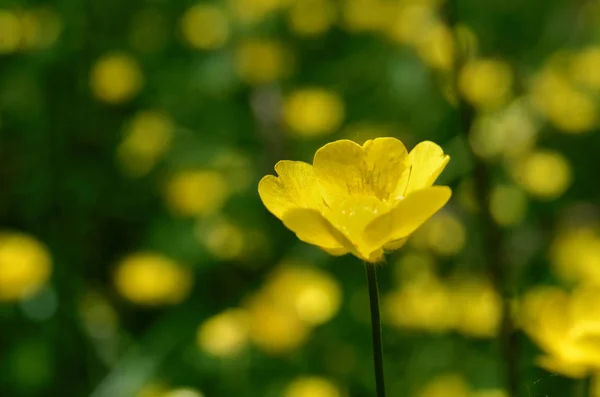 Gele buttercup bloem — Stockfoto