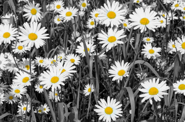 Summer field of daisies — Stock Photo, Image