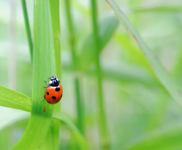 Marienkäfer sitzt auf Gras — Stockfoto