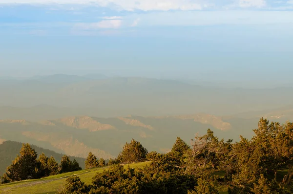 Árvores verdes em planície — Fotografia de Stock