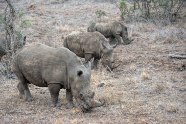 Beyaz gergedanlar çim yeme 