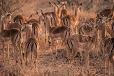impalas Milli Parkı içinde