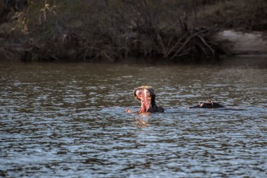 Zambezi Nehir su aygırı