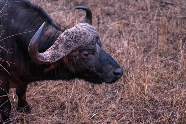Afrikai vagy Cape bivaly bika — Stock Fotó