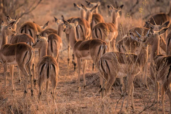 국립 공원에 impalas — 스톡 사진