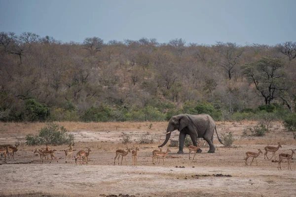 Elephant and impalas in National park — Stock Photo, Image