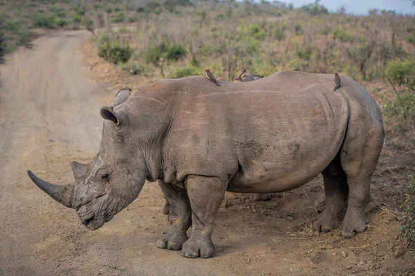 Rinoceronte branco caminhando — Fotografia de Stock